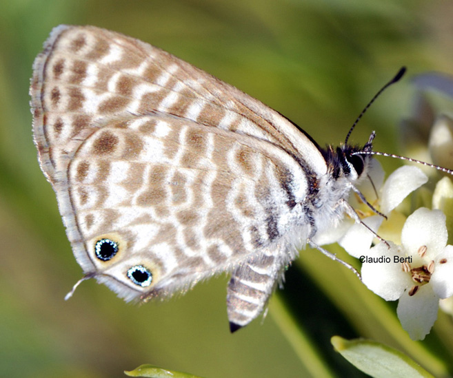 licenide graziosa